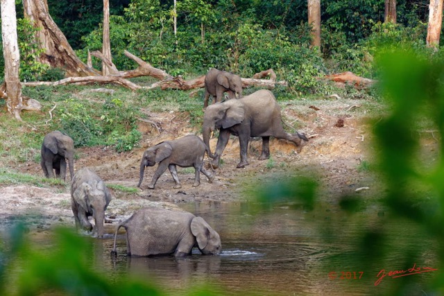 022 MOUPIA 10 Bai 1 Elephants Groupe 9 Pachydermes Arrivee Groupe de 8 Nouveaux 17E5K3IMG_123781_DxOwtmk.jpg
