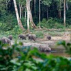 023 MOUPIA 10 Bai 1 Elephants Groupe 9 Pachydermes Arrivee Groupe de 8 Nouveaux 17E5K3IMG_123783_DxOawtmk.jpg