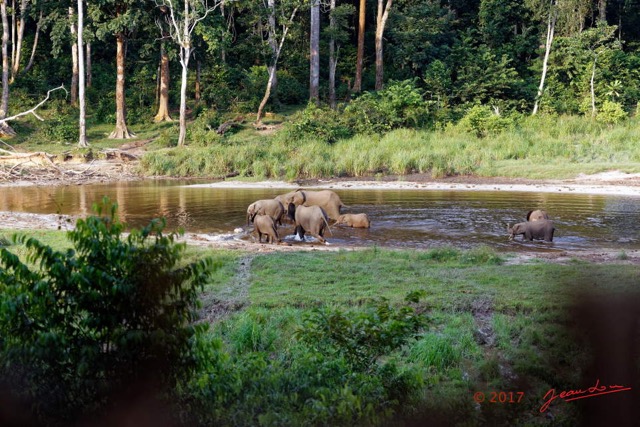 024 MOUPIA 10 Bai 1 Elephants Groupe 9 Pachydermes Baignade 17E5K3IMG_123766_DxOawtmk.jpg