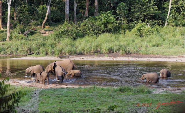 025 MOUPIA 10 Bai 1 Elephants Groupe 9 Pachydermes Baignade 17E5K3IMG_123767_DxOawtmk.jpg