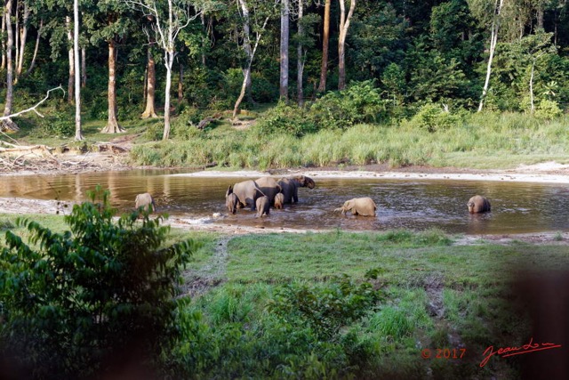 026 MOUPIA 10 Bai 1 Elephants Groupe 9 Pachydermes Baignade 17E5K3IMG_123768_DxOawtmk.jpg