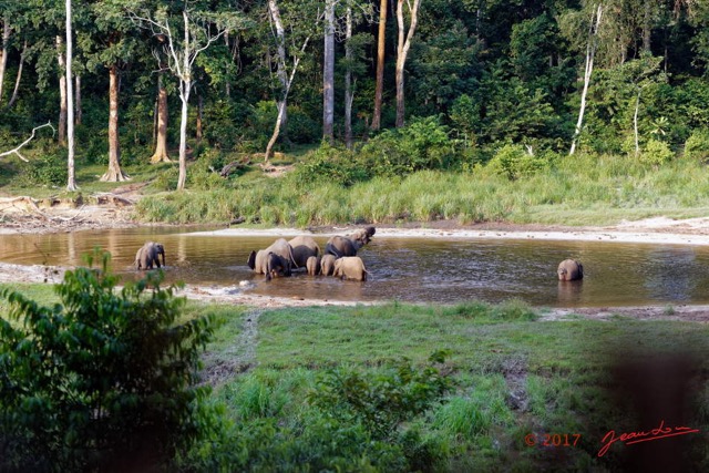 027 MOUPIA 10 Bai 1 Elephants Groupe 9 Pachydermes Baignade 17E5K3IMG_123769_DxOawtmk.jpg