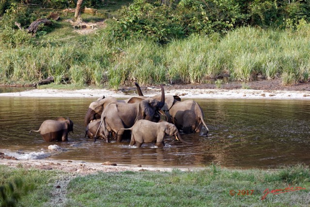 028 MOUPIA 10 Bai 1 Elephants Groupe 9 Pachydermes Baignade 17E5K3IMG_123771_DxOawtmk.jpg