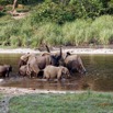 028 MOUPIA 10 Bai 1 Elephants Groupe 9 Pachydermes Baignade 17E5K3IMG_123771_DxOawtmk.jpg