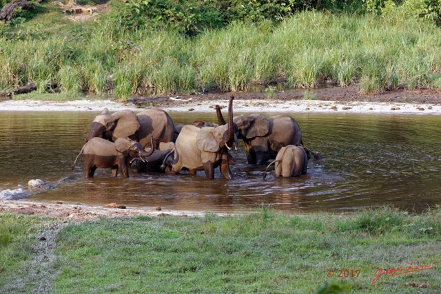 029 MOUPIA 10 Bai 1 Elephants Groupe 9 Pachydermes Baignade 17E5K3IMG_123772_DxOawtmk.jpg