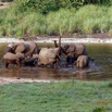 029 MOUPIA 10 Bai 1 Elephants Groupe 9 Pachydermes Baignade 17E5K3IMG_123772_DxOawtmk.jpg