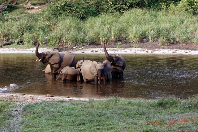 030 MOUPIA 10 Bai 1 Elephants Groupe 9 Pachydermes Baignade 17E5K3IMG_123773_DxOawtmk.jpg