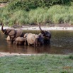 030 MOUPIA 10 Bai 1 Elephants Groupe 9 Pachydermes Baignade 17E5K3IMG_123773_DxOawtmk.jpg