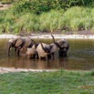 031 MOUPIA 10 Bai 1 Elephants Groupe 9 Pachydermes Baignade 17E5K3IMG_123774_DxOawtmk.jpg