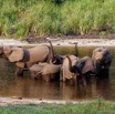 032 MOUPIA 10 Bai 1 Elephants Groupe 9 Pachydermes Baignade 17E5K3IMG_123775_DxOawtmk.jpg