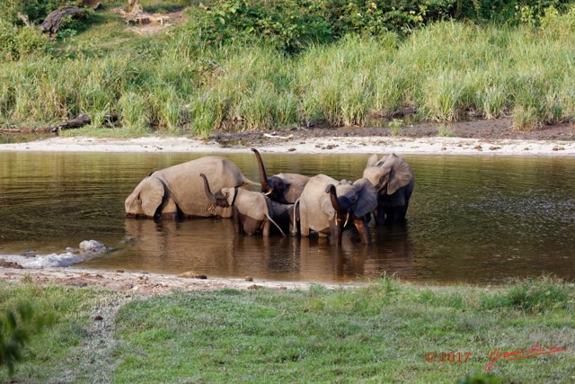 033 MOUPIA 10 Bai 1 Elephants Groupe 9 Pachydermes Baignade 17E5K3IMG_123777_DxOawtmk.jpg