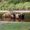 033 MOUPIA 10 Bai 1 Elephants Groupe 9 Pachydermes Baignade 17E5K3IMG_123777_DxOawtmk.jpg