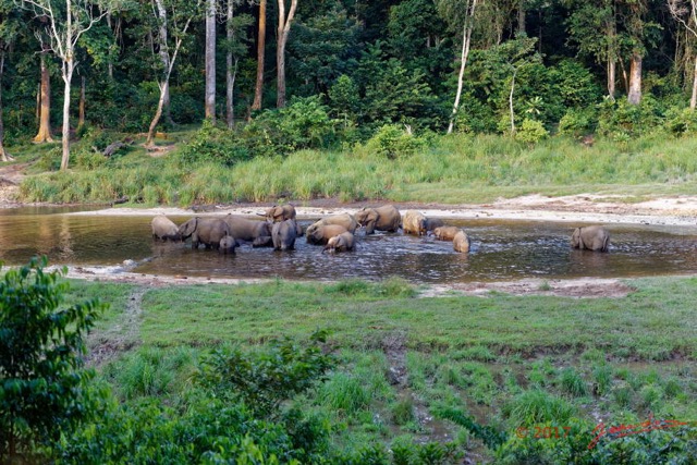 036 MOUPIA 10 Bai 1 Elephants Groupe 17 Pachydermes Baignade 17E5K3IMG_123787_DxOawtmk.jpg