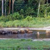 037 MOUPIA 10 Bai 1 Elephants Groupe 17 Pachydermes Baignade 17E5K3IMG_123788_DxOawtmk.jpg