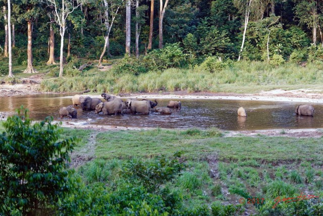 038 MOUPIA 10 Bai 1 Elephants Groupe 17 Pachydermes Baignade 17E5K3IMG_123792_DxOawtmk.jpg