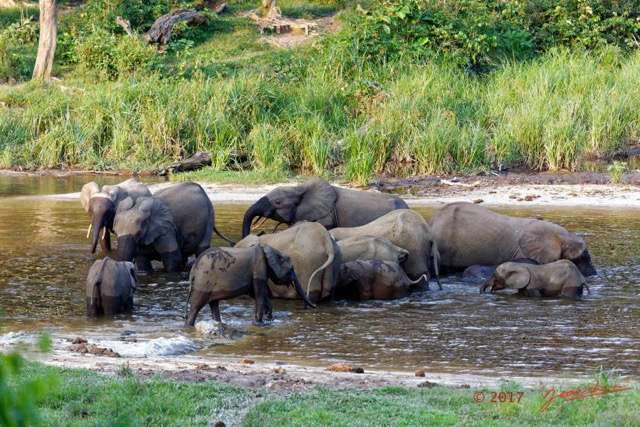 039 MOUPIA 10 Bai 1 Elephants Groupe 17 Pachydermes Baignade 17E5K3IMG_123793_DxOawtmk.jpg