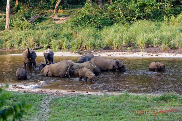 040 MOUPIA 10 Bai 1 Elephants Groupe 17 Pachydermes Baignade 17E5K3IMG_123794_DxOawtmk.jpg