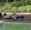 040 MOUPIA 10 Bai 1 Elephants Groupe 17 Pachydermes Baignade 17E5K3IMG_123794_DxOawtmk.jpg