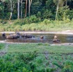 041 MOUPIA 10 Bai 1 Elephants Groupe 17 Pachydermes Baignade 17E5K3IMG_123796_DxOwtmk.jpg