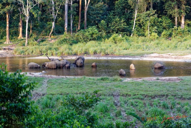 042 MOUPIA 10 Bai 1 Elephants Groupe 17 Pachydermes Baignade 17E5K3IMG_123800_DxOwtmk.jpg