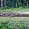 044 MOUPIA 10 Bai 1 Elephants Groupe 17 Pachydermes Baignade et Arrivee 3 Nouveaux 17E5K3IMG_123811_DxOwtmk.jpg