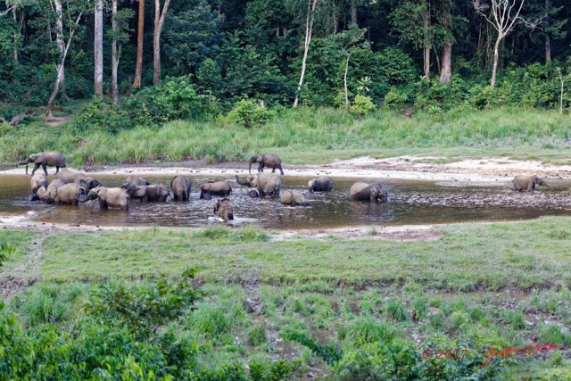 046 MOUPIA 10 Bai 1 Elephants Groupe 22 Pachydermes Baignade 17E5K3IMG_123814_DxOwtmk.jpg