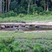 046 MOUPIA 10 Bai 1 Elephants Groupe 22 Pachydermes Baignade 17E5K3IMG_123814_DxOwtmk.jpg