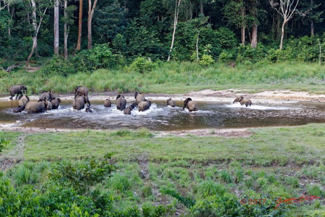 047 MOUPIA 10 Bai 1 Elephants Groupe 22 Pachydermes Depart 17E5K3IMG_123815_DxOwtmk.jpg