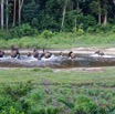 047 MOUPIA 10 Bai 1 Elephants Groupe 22 Pachydermes Depart 17E5K3IMG_123815_DxOwtmk.jpg