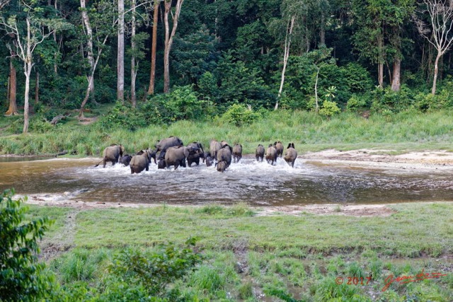 049 MOUPIA 10 Bai 1 Elephants Groupe 22 Pachydermes Depart 17E5K3IMG_123818_DxOwtmk.jpg