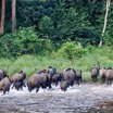 050 MOUPIA 10 Bai 1 Elephants Groupe 22 Pachydermes Depart 17E5K3IMG_123820_DxOwtmk.jpg