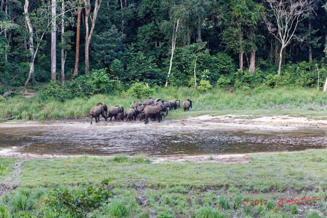 051 MOUPIA 10 Bai 1 Elephants Groupe 22 Pachydermes Depart 17E5K3IMG_123821_DxOwtmk.jpg
