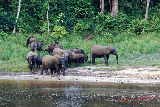 052 MOUPIA 10 Bai 1 Elephants Groupe 22 Pachydermes Attente 17E5K3IMG_123824_DxOwtmk.jpg