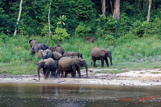 053 MOUPIA 10 Bai 1 Elephants Groupe 22 Pachydermes Attente 17E5K3IMG_123825_DxOwtmk.jpg
