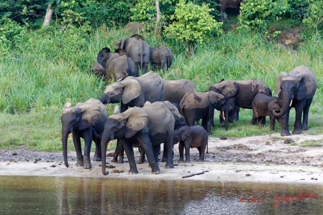 054 MOUPIA 10 Bai 1 Elephants Groupe 22 Pachydermes Attente 17E5K3IMG_123829_DxOwtmk.jpg