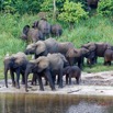 054 MOUPIA 10 Bai 1 Elephants Groupe 22 Pachydermes Attente 17E5K3IMG_123829_DxOwtmk.jpg