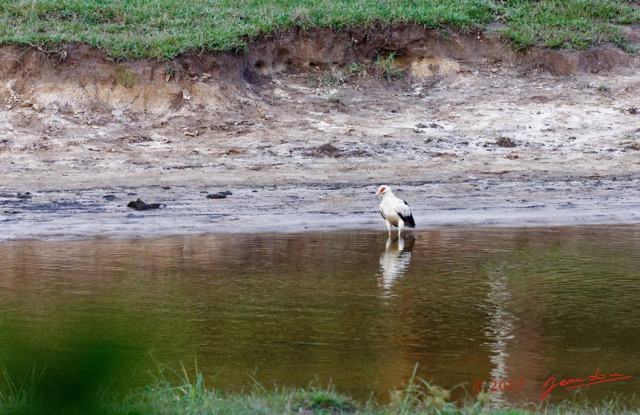 058 MOUPIA 10 Bai 1 Oiseau Aves Accipitriformes Accipitridae Palmiste Africain Gypohierax angolensis 17E5K3IMG_123832_DxOawtmk.jpg