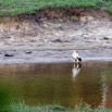 058 MOUPIA 10 Bai 1 Oiseau Aves Accipitriformes Accipitridae Palmiste Africain Gypohierax angolensis 17E5K3IMG_123832_DxOawtmk.jpg