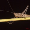 042 BELINGA Insecte Orthoptere Sauterelle 11E50IMG_32582wtmk.jpg