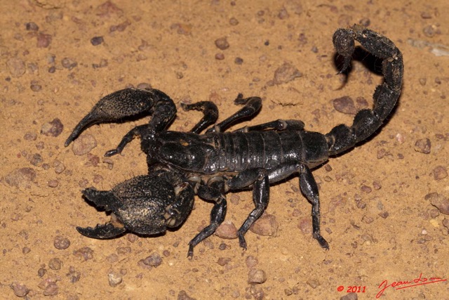 089 BELINGA Arthropode Scorpion Pandinus imperator 11E50IMG_32608wtmk.jpg