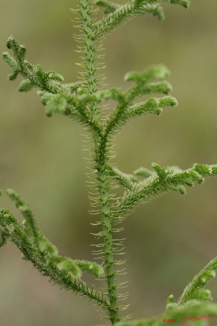 021 CANYON VERT Plante 7EIMG_1695wtmk.JPG