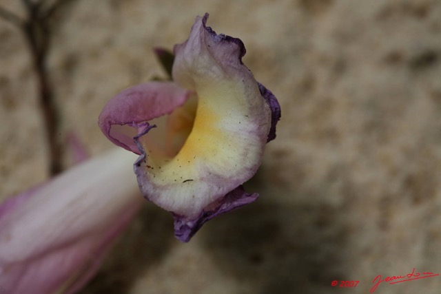 025 CANYON VERT Fleur 7EIMG_1649WTMK.JPG