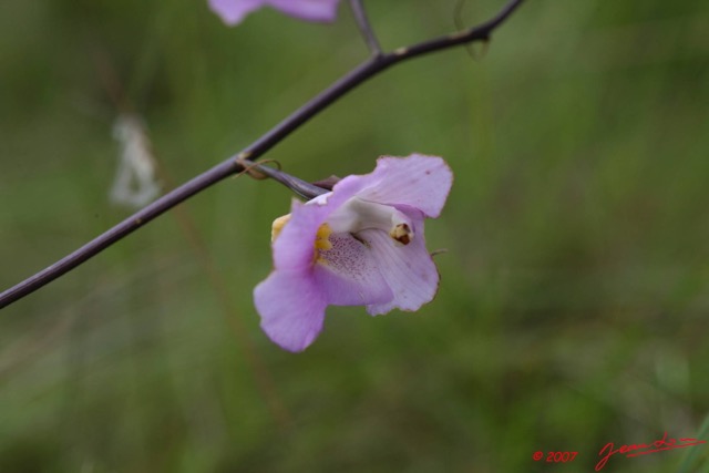 026 CANYON VERT Fleur 7EIMG_1692WTMK.JPG
