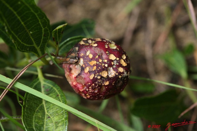028 CANYON VERT Fruit 7EIMG_1606WTMK.JPG