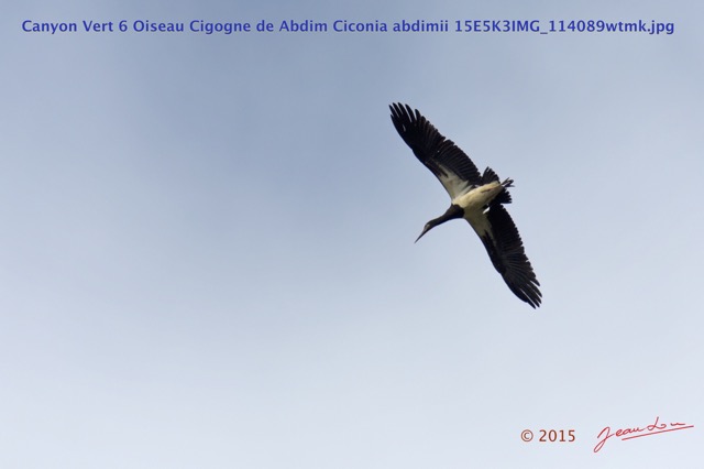 042 Canyon Vert 6 Oiseau Cigogne de Abdim Ciconia abdimii 15E5K3IMG_114089wtmk.jpg