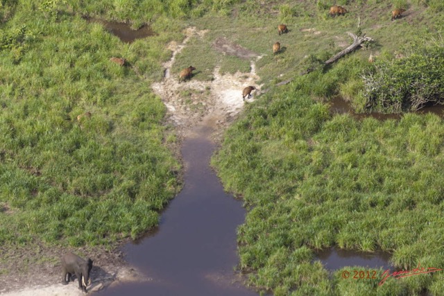 115 Haut-Ogooue Vu du Ciel 4 Bai Mpughu Bandjogo Elephant et Buffles 12E5K2IMG_73804awtmk.jpg