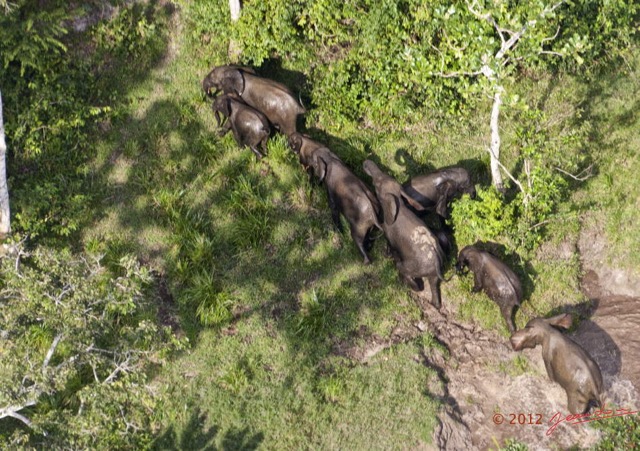119 Haut-Ogooue Vu du Ciel 4 Bai Mpughu Bandjogo Troupeau Elephants 12E5K2IMG_73810awtmk.jpg