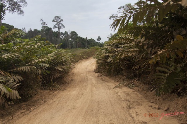 010 LOANGO NDOUGOU Piste et Vegetation 12E5K2IMG_77094wtmk.jpg