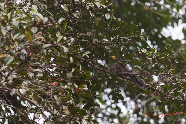 019 LOANGO NDOUGOU Sciuridae Ecureuil avec Fruit 12E5K2IMG_77137wtmk.jpg