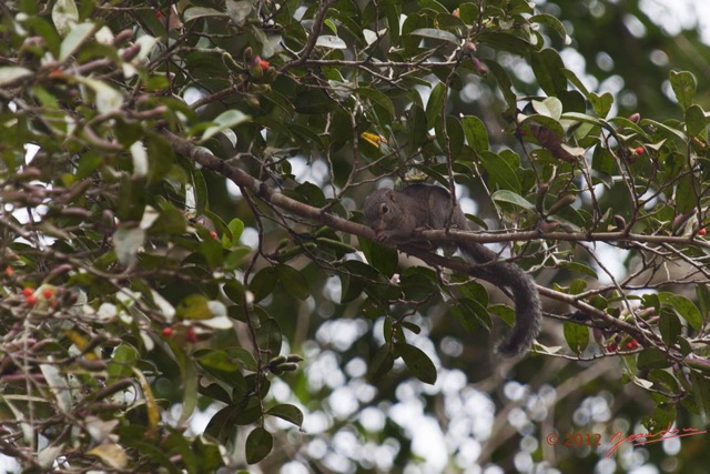 020 LOANGO NDOUGOU Sciuridae Ecureuil avec Fruit 12E5K2IMG_77138wtmk.jpg